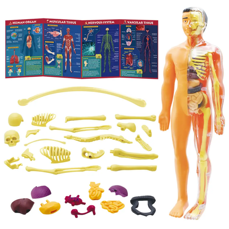 Interactive Human Body DIY Set | Ages 8+ - Image 3
