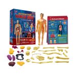 Interactive Human Body