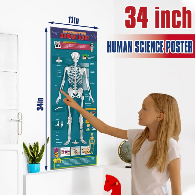 Interactive Human Body DIY Set | Ages 8+ - Image 2